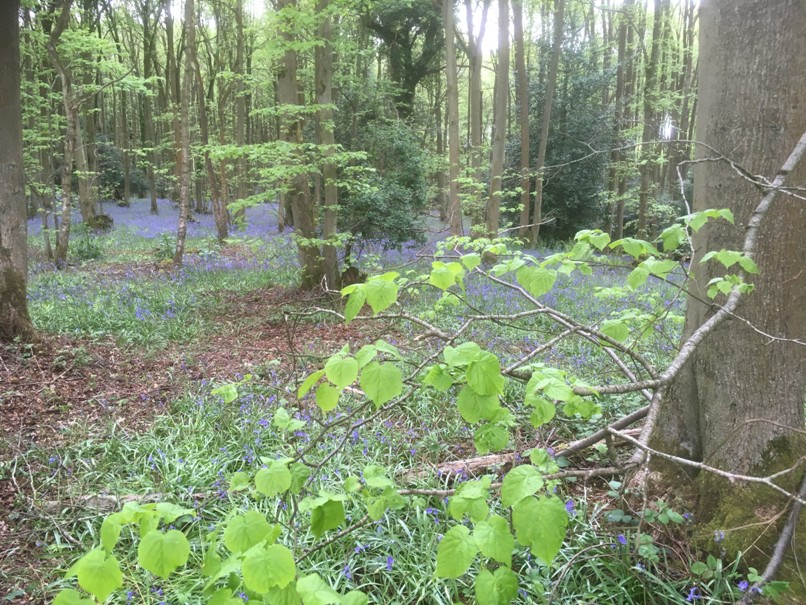 Bluebells near Shrawley
