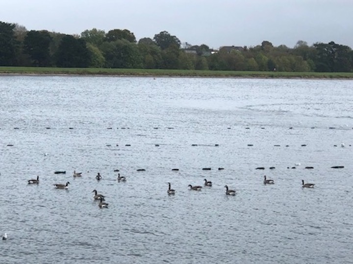 Shustoke Reservoir 2 Nov 2019