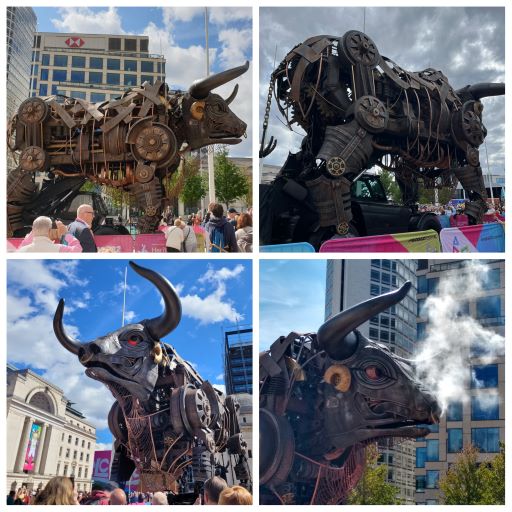 bull resized jpg