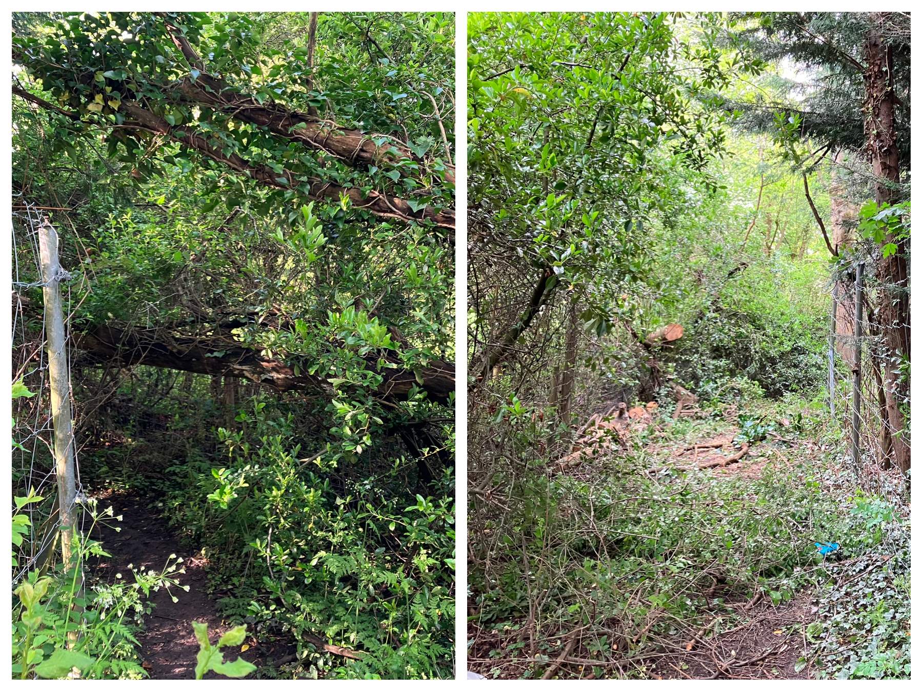 202305 BeforeAfter Cleared Path